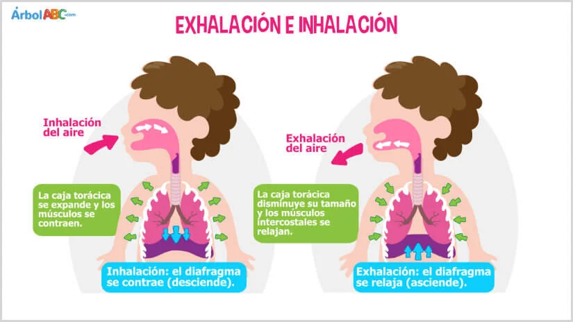 Diferencia entre inhalación y exhalación