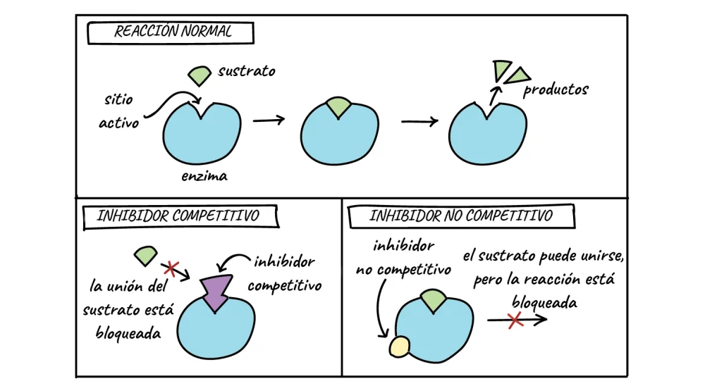 Diferencia entre inhibición enzimática reversible e irreversible