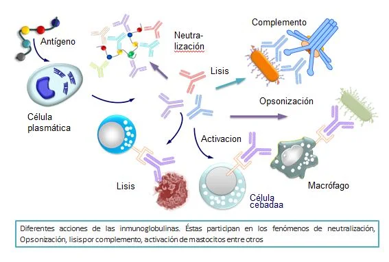 Diferencia entre inmunoglobulina y anticuerpo
