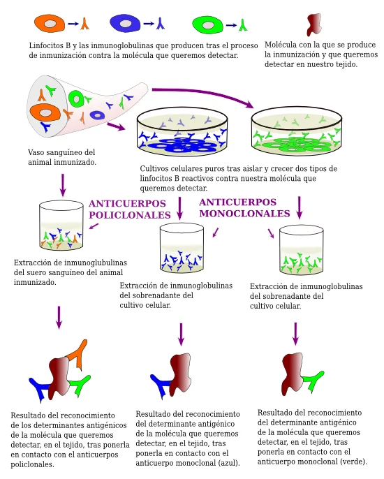 Diferencia entre inmunohistoquímica e inmunocitoquímica