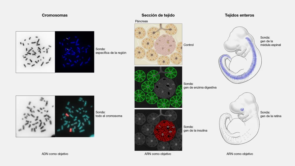 Diferencia entre la hibridación in situ y la inmunohistoquímica