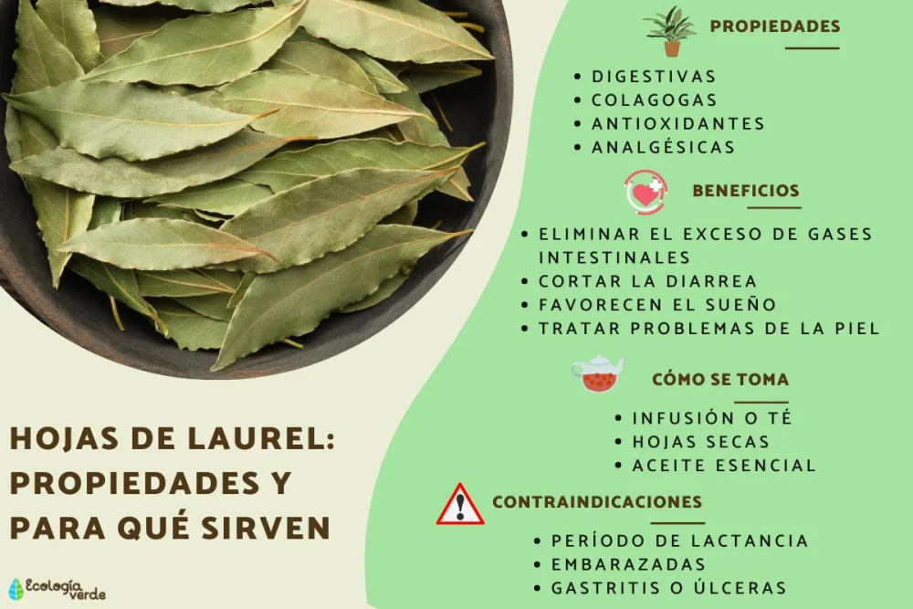 Diferencia entre la hoja de casia y la hoja de laurel