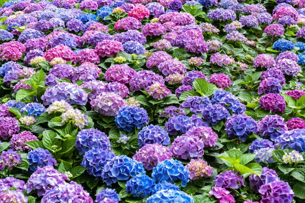 Diferencia entre la hortensia y el rododendro