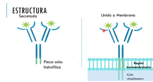 Diferencia entre la IgM unida a la membrana y la IgM secretada