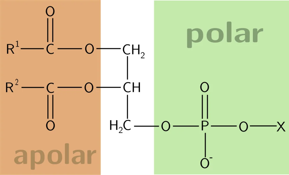 Diferencia entre moléculas anfifílicas y anfipáticas