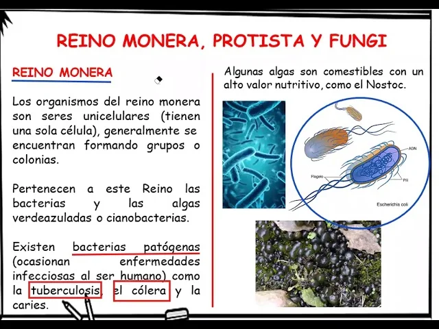 Diferencia entre Monera y Protista