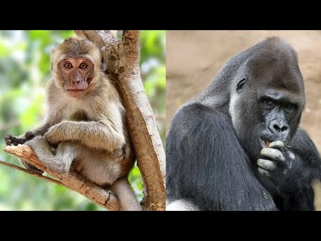 Diferencia entre mono y simio