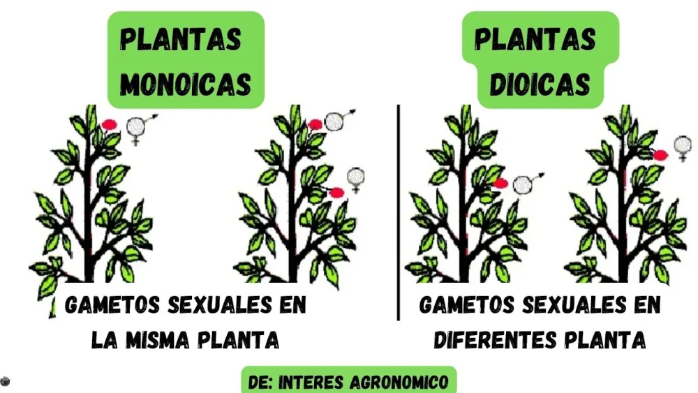 Diferencia entre monoico y dioico