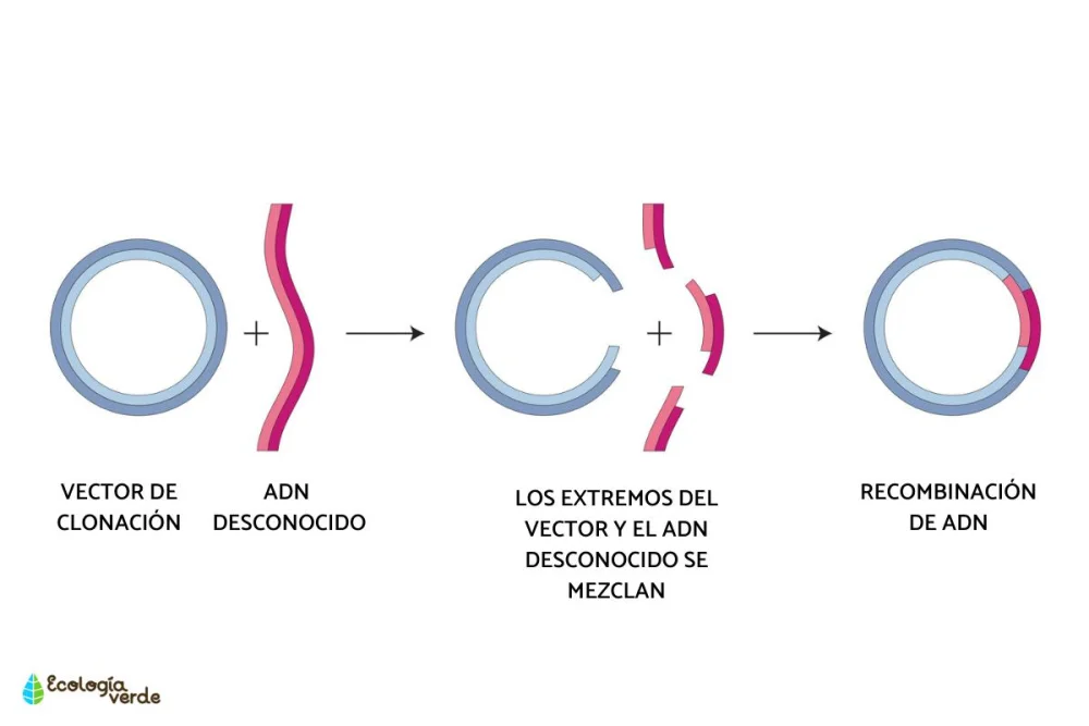 Diferencia entre recombinación y reordenamiento