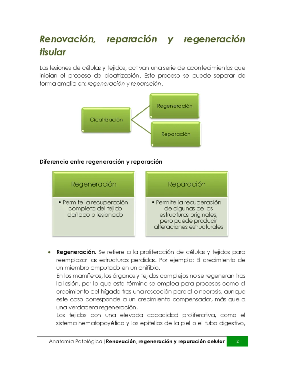 Diferencia entre regeneración y regeneración verdadera