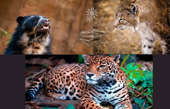 Diferencia entre una especie emblemática y una especie paraguas