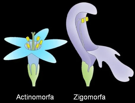 Diferencia entre una flor actinomorfa y una zigomorfa