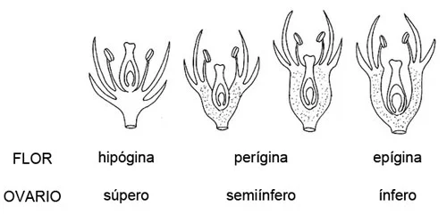 Diferencia entre una flor hipógina y una epigínica