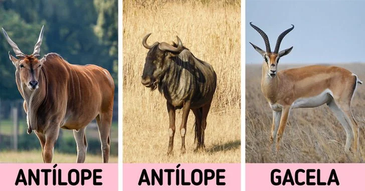 Diferencia entre una gacela y un antílope