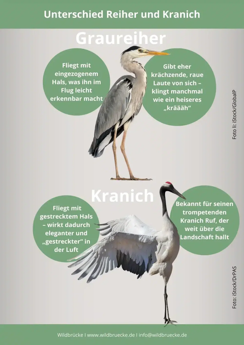 Diferencia entre una grulla y una garza