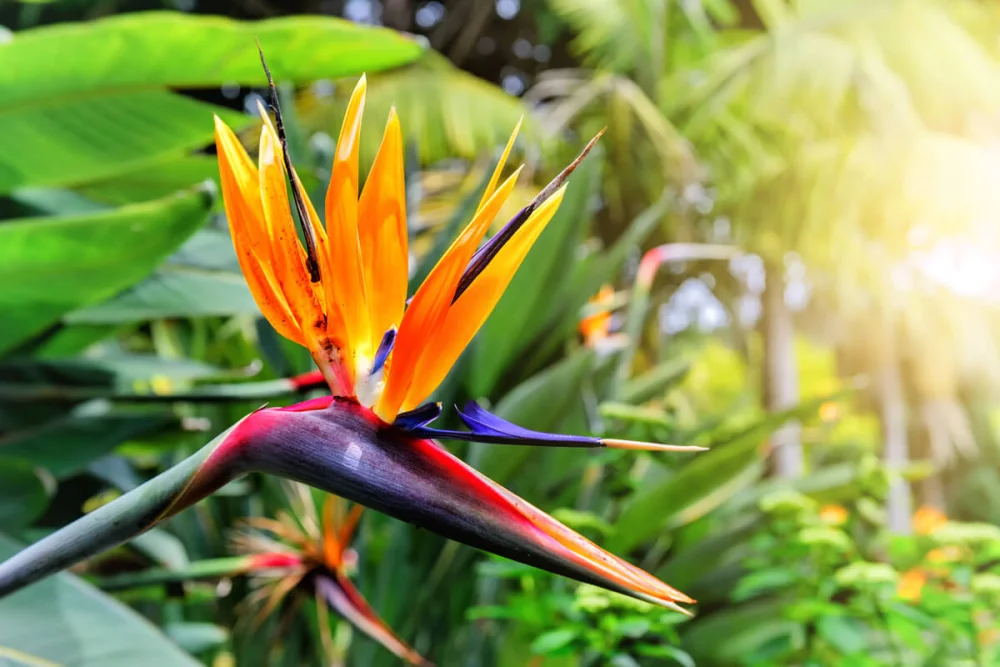 Diferencia entre una heliconia y una ave del paraíso