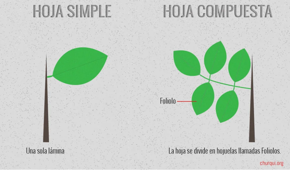Diferencia entre una hoja simple y una hoja compuesta