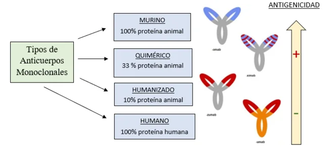 Diferencia entre anticuerpo quimérico y humanizado