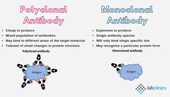 Diferencia entre anticuerpos monoclonales y policlonales