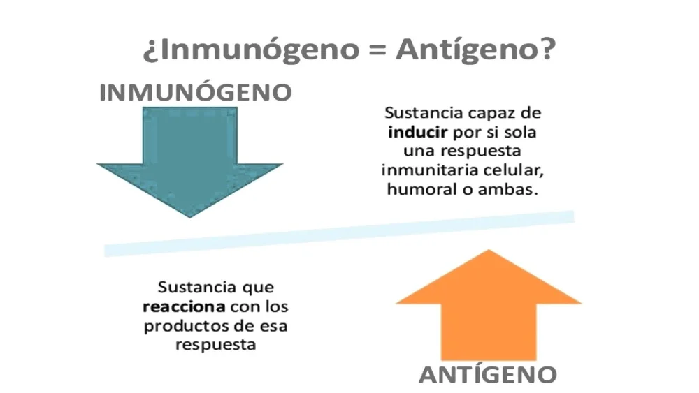 Diferencia entre antigenicidad e inmunogenicidad