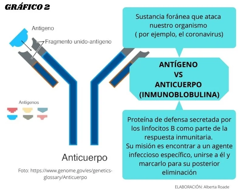 Diferencia entre antígeno y anticuerpo
