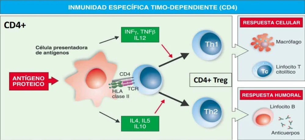 Diferencia entre antígenos dependientes e independientes de células T