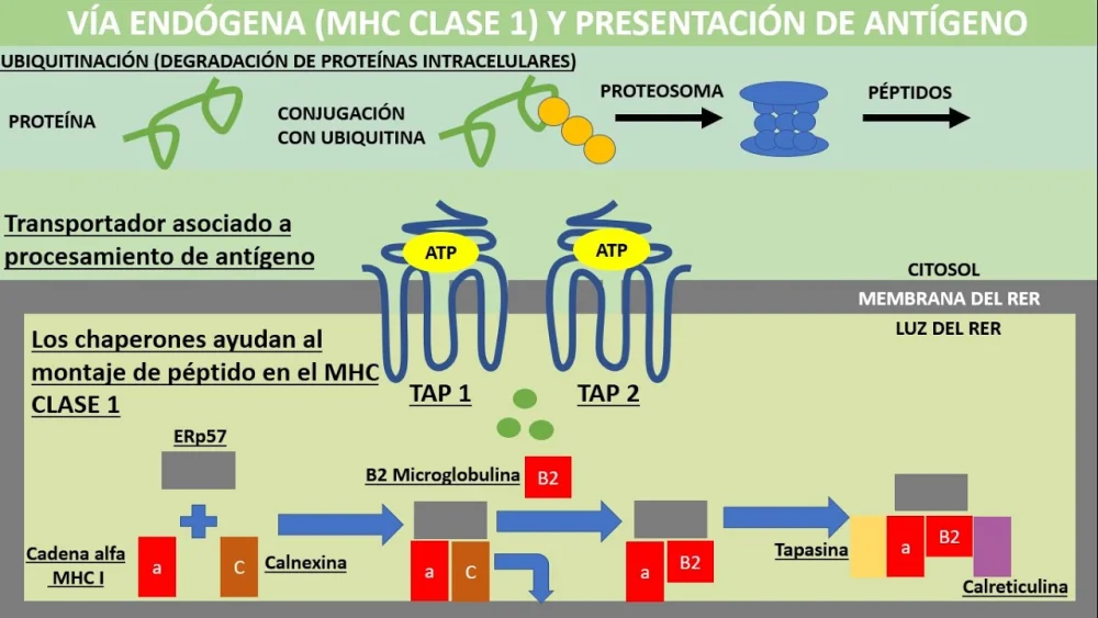 Diferencia entre antígenos exógenos y endógenos