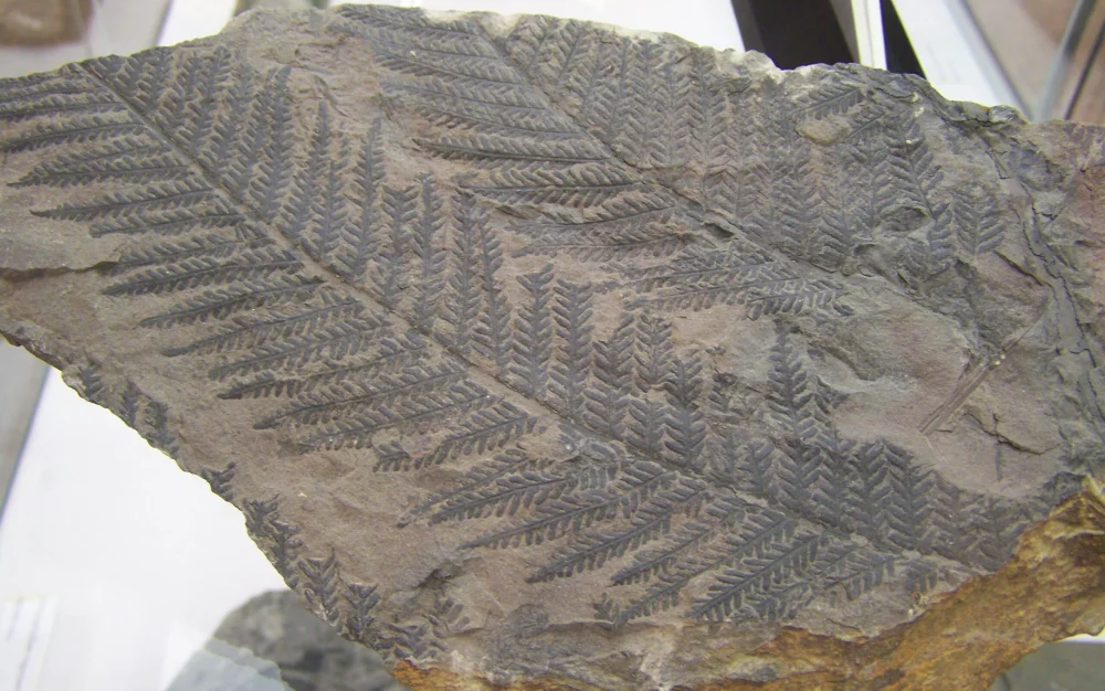 Diferencia entre carbonización y carbonificación