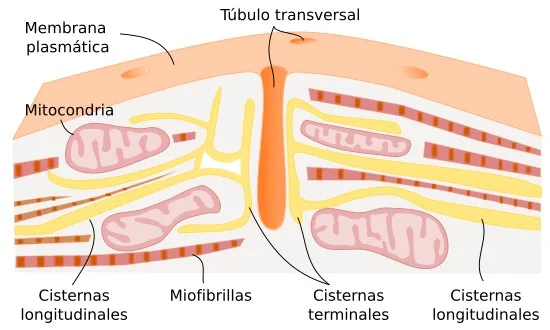Diferencia entre cardiomiocitos y células marcapasos