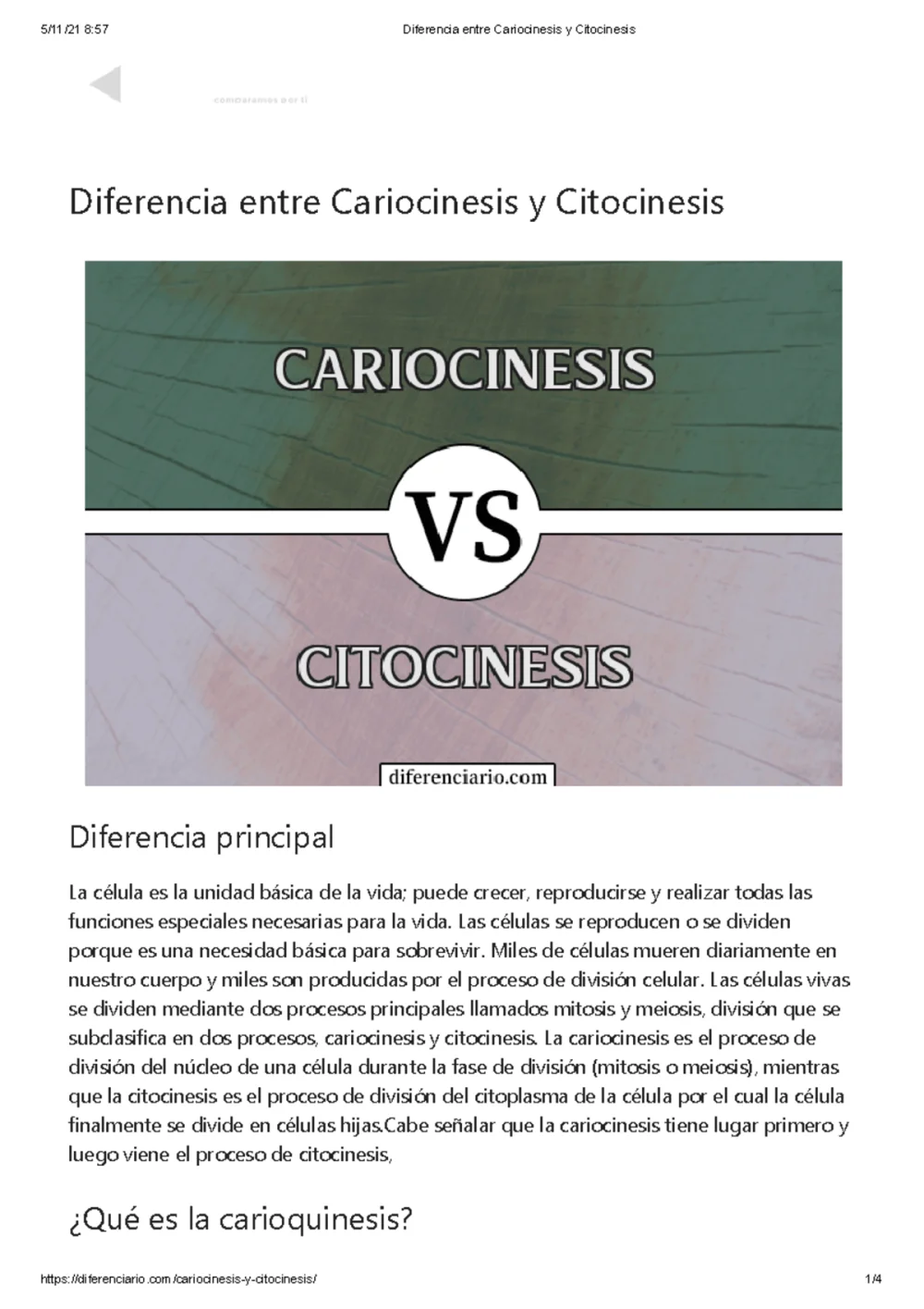 Diferencia entre cariocinesis y citocinesis