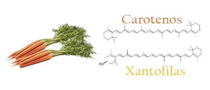 Diferencia entre caroteno y xantofila