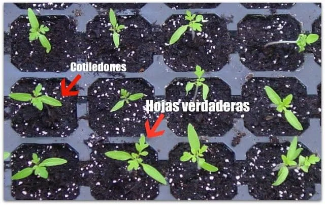 Diferencia entre cotiledones y hojas verdaderas