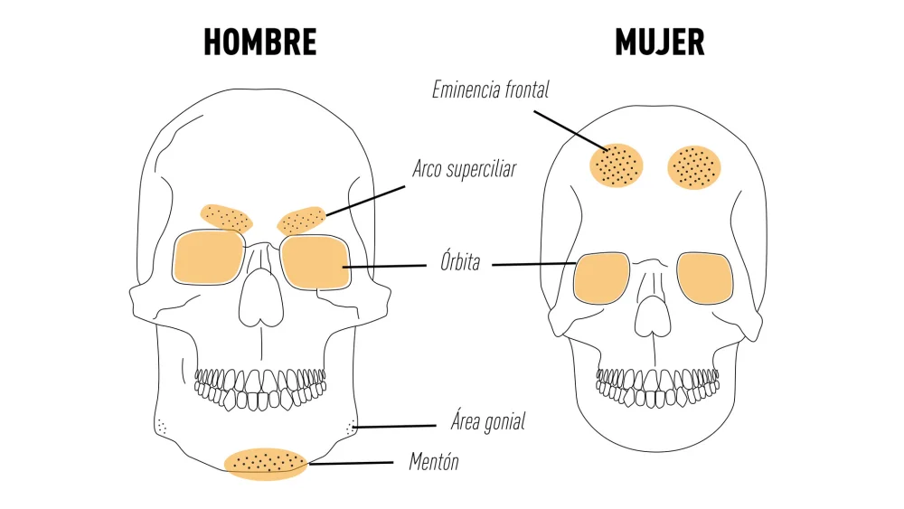 Diferencia entre cráneo y cráneo