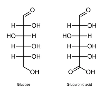 Diferencia entre el ácido glucurónico y el ácido idurónico