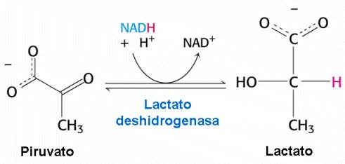 Diferencia entre el ácido láctico y la lactato deshidrogenasa