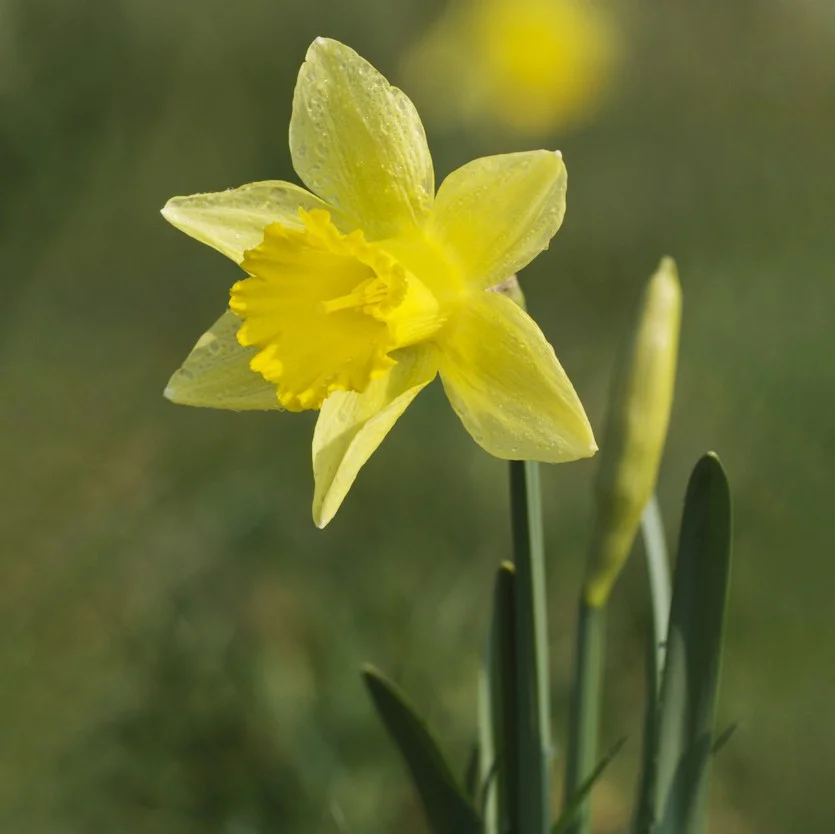 Diferencia entre el narciso y el narciso