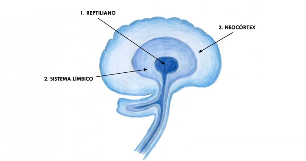 Diferencia entre el neocórtex y la corteza cerebral