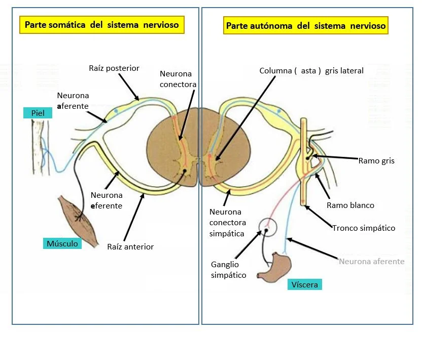 Diferencia entre el nervio periférico y el nervio espinal