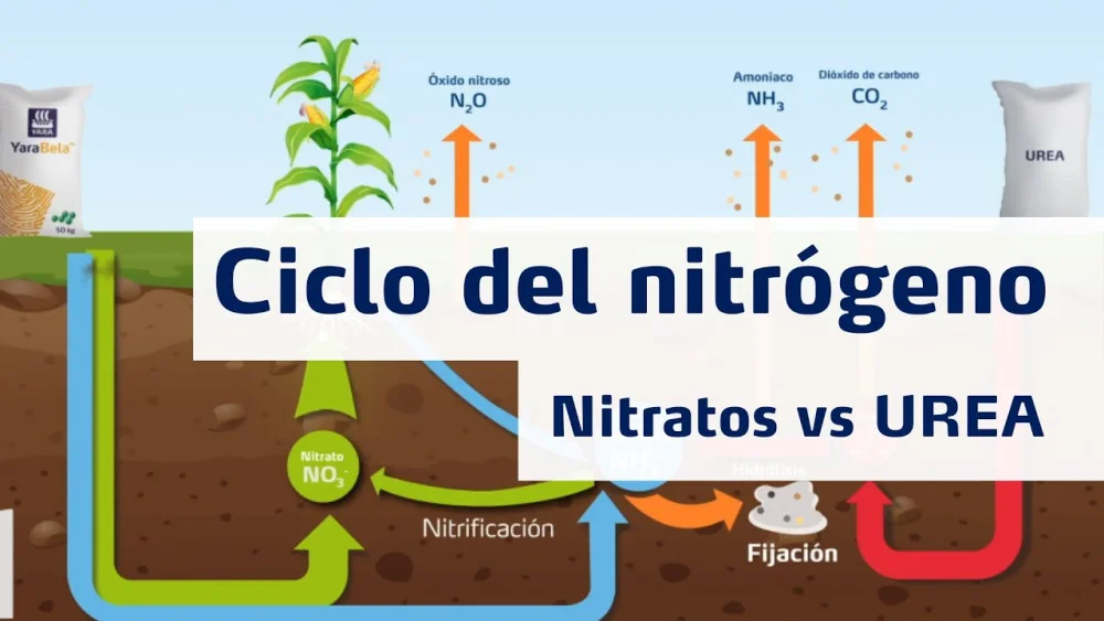 Diferencia entre el nitrato de amonio y la urea