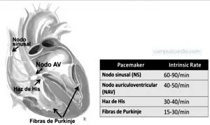 Diferencia entre el nodo SA y el nodo AV