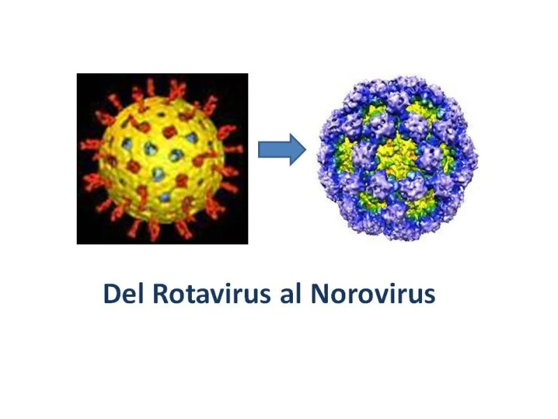 Diferencia entre el norovirus y el rotavirus