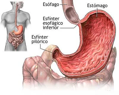 Diferencia entre esfínter y válvula