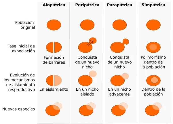 Diferencia entre especiación alopátrica simpátrica y parapátrica