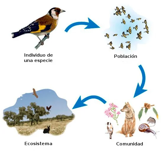 Diferencia entre especie y población