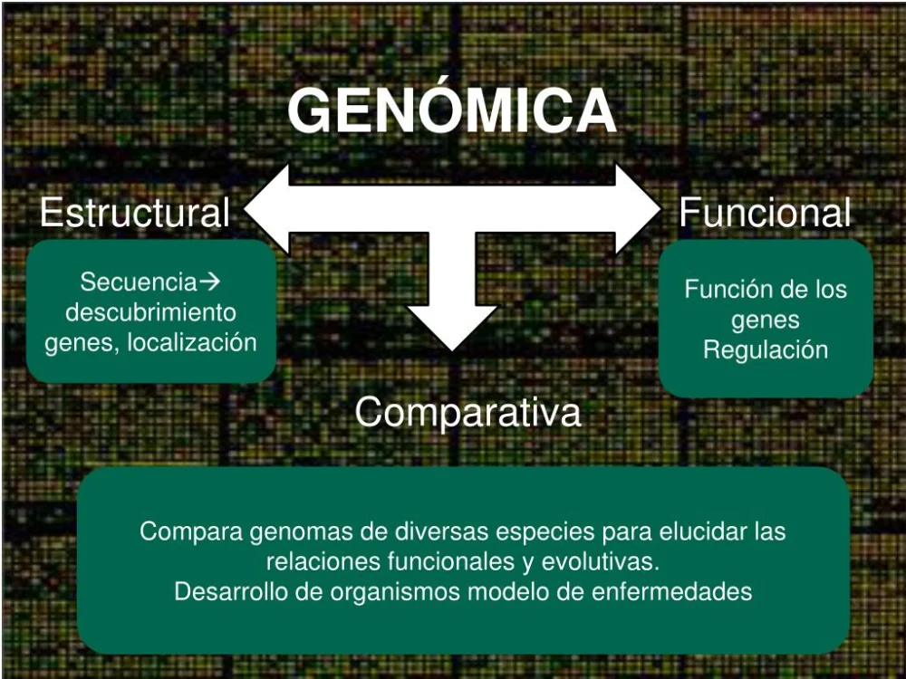 Diferencia entre genómica estructural y funcional