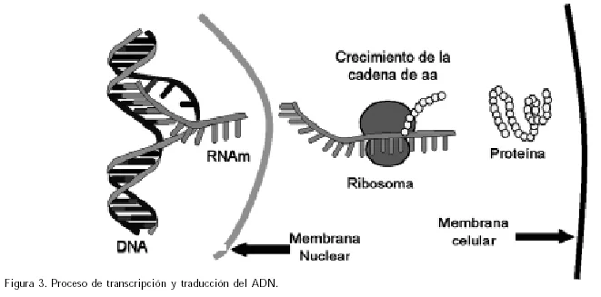 Diferencia entre genómica y proteómica