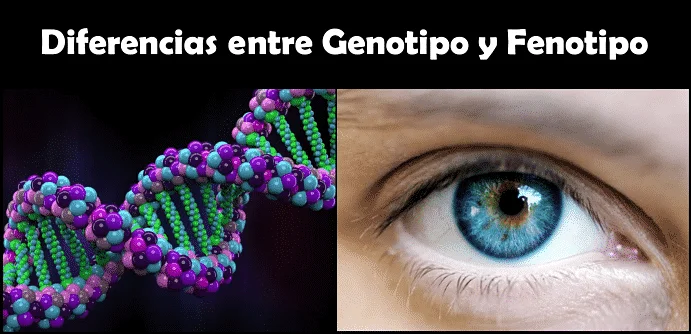 Diferencia entre genotipo y fenotipo