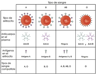 Diferencia entre genotipo y grupo sanguíneo