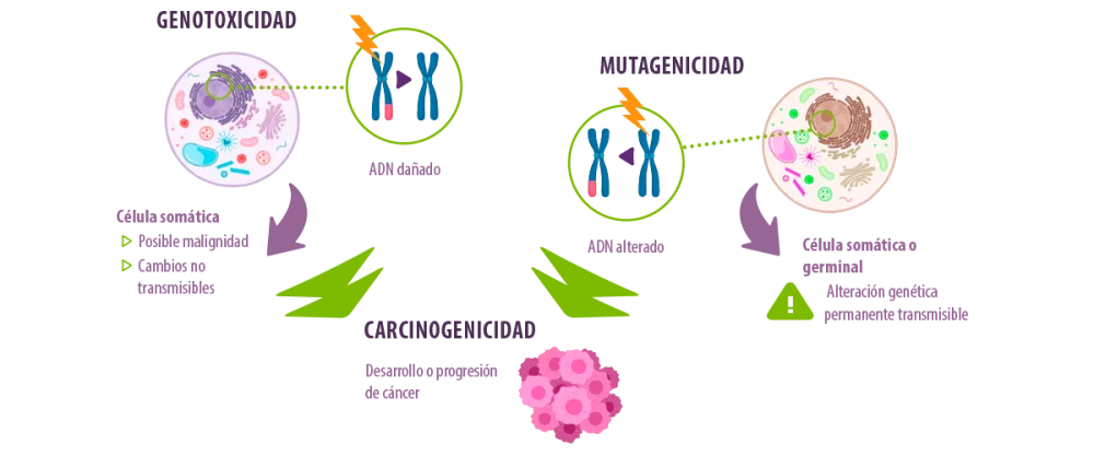 Diferencia entre genotoxicidad y mutagenicidad