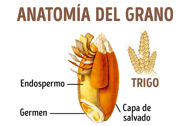 Diferencia entre germen de trigo y salvado de trigo